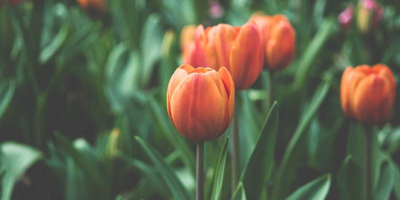 不死族的娱乐与恐怖：僵尸文化中的宗教转喻与末日想象