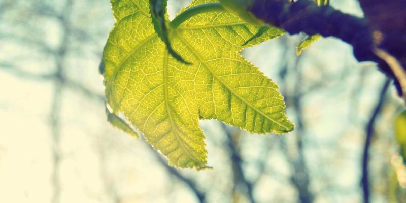 从墓地到银幕：Undead News揭示东亚与西方恐怖根源的深层差异