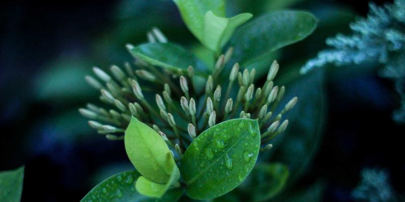 从文学到荧幕：僵尸题材在哥特小说与恐怖漫画中的文化演变与娱乐价值