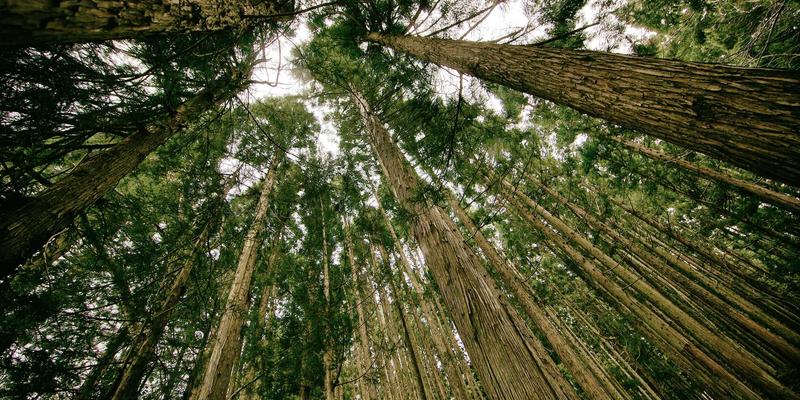 当Undead Games成为现实：如何用僵尸末日假设进行供应链压力测试与冗余设计